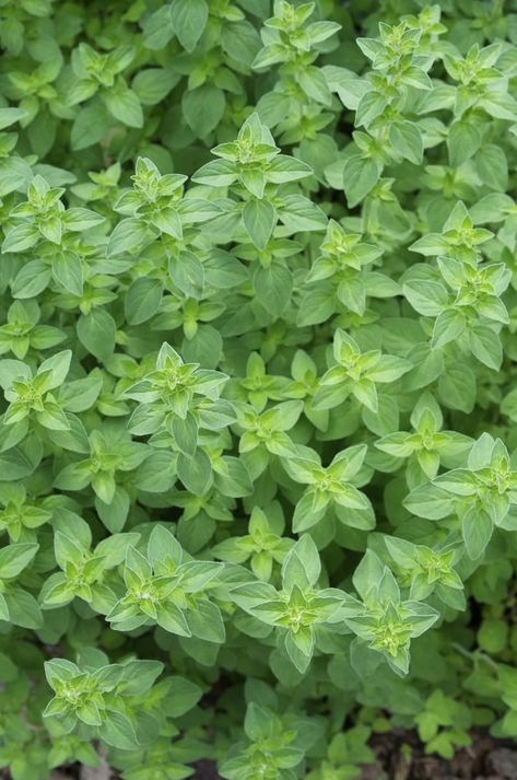 Growing Oregano, Oregano Plant, Herb Plants, Types Of Herbs, Herb Gardening, Plants Growing, Oregano Oil, Gardening 101, Culinary Herbs