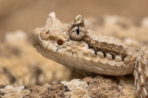 "Sidewinder Rattlesnake" by Dave Zeldin #fstoppers #Wildlife Sidewinder Snake, Las Vegas Living, Desert Road, Water Birds, Snake Venom, Snake Art, Fluffy Animals, Reptiles And Amphibians, Nature Landscape