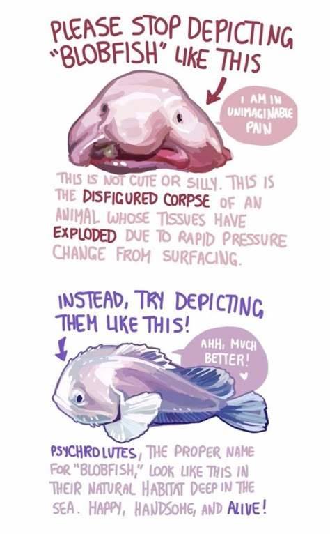 Blobfish Aesthetic, Types Of Sea Creatures, Blob Fish Drawing, Fish Reference Photo, Sea Creature Drawings, Sea Facts, Marine Life Drawing, Fish Anatomy, Oceanography Marine Biology