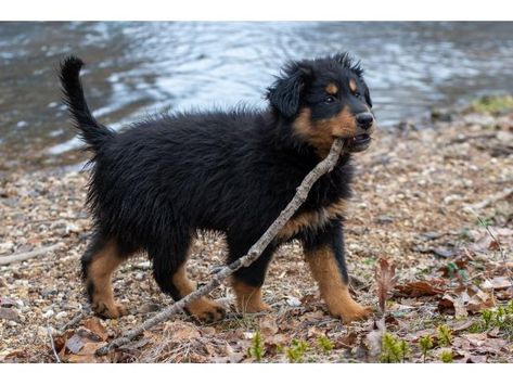 Old-fashioned Black and Tan English Shepherd Puppies for Sale Black Shepherd Dog, English Shepherd Puppy, Old English Sheep Dog Puppy, Mostly Black German Shepherd, Black And Tan German Shepherd Puppies, Black German Shepherd With Blue Eyes, English Shepherd, Herding Dogs, Shepherd Puppies