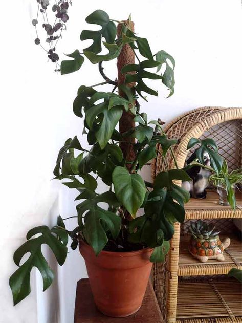 Mint Plant Care, Indoor Climbing Plants, Climbing Plant Support, Cheap Plants, Moss Pole, Arrowhead Plant, Coco Coir, Elephant Ear Plant, Mint Plants