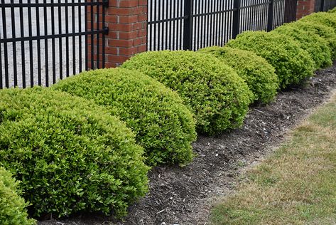 Yaupon Holly, Garden Border Edging, Landscape Nursery, Low Maintenance Shrubs, Rogers Gardens, Alpine Garden, Garden Shrubs, New Garden, Outdoor Pots