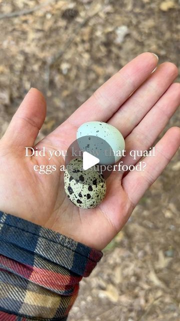 Quail Eggs Benefits, Autumn Chicken, Brain And Nervous System, Egg Benefits, Cell Growth, Quail Eggs, April 20, Abc, Vitamins