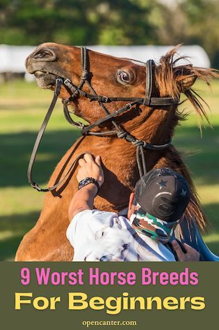 Best Horse Breeds For Beginners, Types Of Horses Breeds, Horse Breeds Chart, Horse Breeds For Beginners, Horse Stable Ideas, Paint Horse Breed, Trakehner Horse, Horse Barn Ideas, Rare Horse Colors