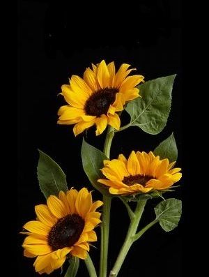 Sunflower Black Background, Sunflower On Black Background, Durgamma Photos, Sunflower Photography, Sunflower Drawing, Sunflower Photo, Sunflower Pictures, Sunflower Wallpaper, Sunflower Art