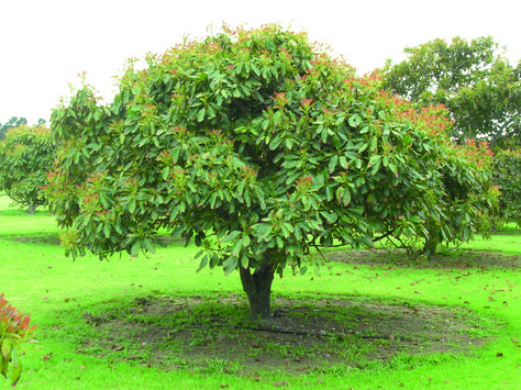 Informative article highlighting Avocado Tree Care. Featuring history, tips and more. Featured by The Tree Center™ Avocado Tree Care, Hass Avocado Tree, Olive Tree Care, Grow Avocado, Avocado Seed, Avocado Tree, Fall Planters, Tree Images, Tree Care