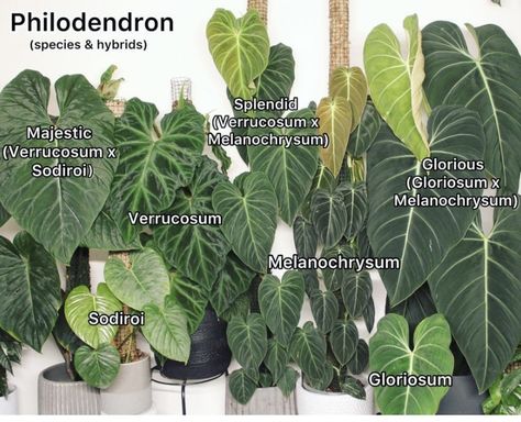 Philodendron Majestic, Philodendron Glorious, Philodendron Splendid, Indoor Plant Wall, Plant Goals, Philodendron Plant, Weird Plants, Plant Catalogs, Indoor Plant Care