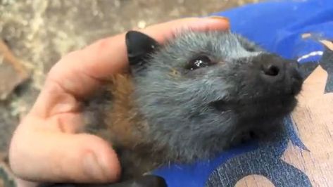 Video Shows Baby Bat Making Adorable Heart-Melting Squeaks While Being Petted | Bored Panda Baby Bats, Cute Bat, Silly Animals, Heart Melting, Cute Animal Videos, Cute Creatures, Sweet Animals, Cute Little Animals, Favorite Pins