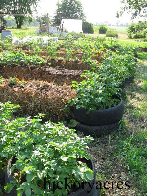 straw bale gardening | straw bale row garden Strawbale Garden, Tomato Supports, Straw Garden, Hay Bale Gardening, Strawbale Gardening, Grow Potatoes, Straw Bale Gardening, Tire Garden, Planting Potatoes