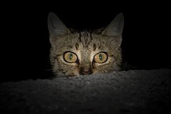 Cat Dark Peeking Over Wall Tapetum Lucidum, Cat Purr, What Cat, Healthy Cat, Cat Care Tips, Manx, Cat Behavior, Cat Playing, Cat Care