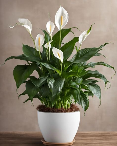 Peace Lily Diy Garden Fountains, Peace Lily, Garden Fountains, Diy Garden, Lily, Plants, Flowers, Quick Saves