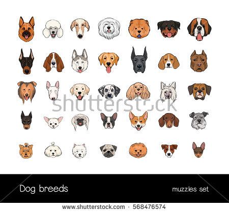 Dog breeds, muzzle set. Collection with hand drawn colorful realistic illustration. Dog Breeds Drawing, Cat Doodles, Dog Drawings, Realistic Illustration, Dog Muzzle, Cat Doodle, Dog Drawing, Dog Behavior, Art Icon