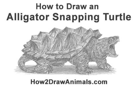 Draw Alligator Snapping Turtle Snapping Turtle Drawing, Swamp Theme, Speed Drawing Videos, Turtle Cartoon, Alligator Snapping Turtle, Drawing Instructions, Turtle Drawing, Snapping Turtle, How To Draw Steps