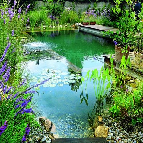 Natural Backyard Pools, Kleiner Pool Design, Swimming Pool Pond, Pool Cost, Building A Swimming Pool, Natural Swimming Ponds, Swimming Pond, Small Pool Design, Natural Pond