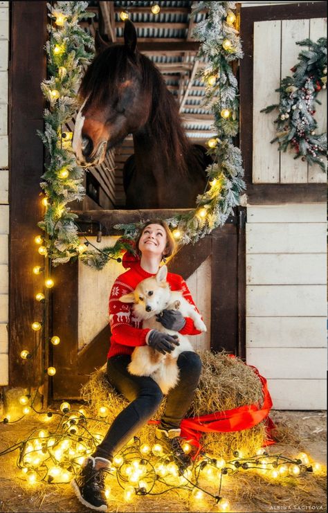 Easy Horse Stalls, Horse Photoshoot Ideas, Christmas Cards Photography, Pictures With Horses, Cow Photos, Cute Horse Pictures, Equine Portraits, Christmas Horses, Santa Pictures