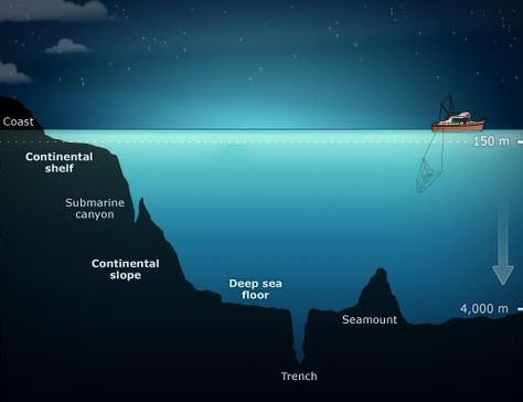 Continental Shelf Project, Geography Vocabulary, Human Perspective, Ocean Zones, Earth Science Lessons, Geography Project, Sailing Lessons, Ocean Ecosystem, Ocean Projects