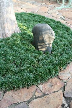 dwarf mondo grass.....Nice uniform,clean look.. Maybe around the roses? Ophiopogon Japonicus, Monkey Grass, Evergreen Groundcover, Types Of Grass, Flagstone Patio, Low Maintenance Landscaping, Low Maintenance Garden, Ground Cover Plants, Ornamental Grasses