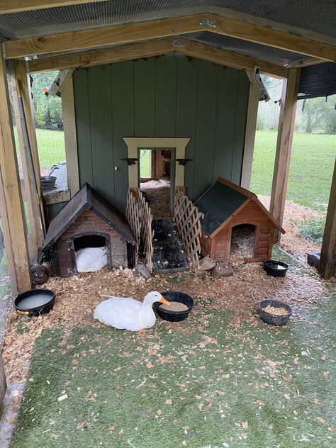 Goose Enclosure, Easy Duck Coop, Chicken And Duck Coop Combo, Duck House Ideas, Ducks Coop, Duck Coop Ideas, Duck Enclosure, Duck House Plans, Backyard Ducks