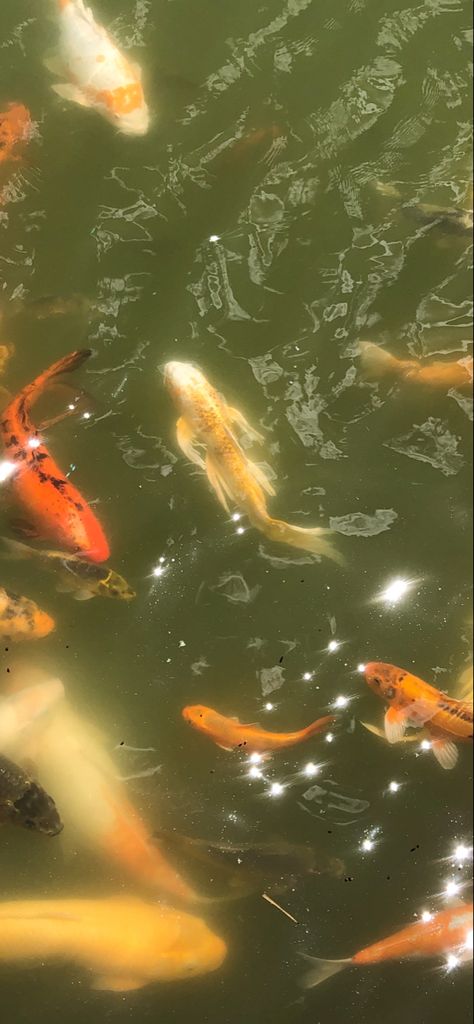 Cute Koi Fish Wallpaper, Wallpaper Backgrounds Fish, Aesthetic Koi Fish Wallpaper, Koi Fish Phone Wallpaper, Koi Wallpaper Iphone, Wallpaper Iphone Fish, Wallpaper Backgrounds Japan, Koi Widget, Light Feminine Aesthetic Wallpaper