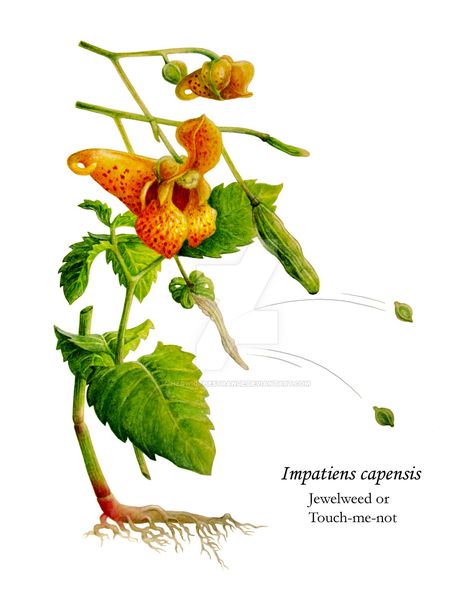 Jewelweed- popping seed pods as a kid Botany Illustration, Wildflower Tattoo, Picture Tree, Witch Garden, Persian Miniature, Healing Plants, Wild Edibles, Unusual Plants, Edible Plants