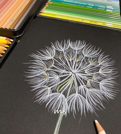 Dandelion Drawing in Coloured Pencils on black paper. Coloured Pencil On Black Paper, Colored Pencil On Black Paper, Pencil On Black Paper, Dandelion Drawing, Black Paper Drawing, Colour Pencil, Pastel Pencils, Colored Pencil Drawing, Paper Drawing