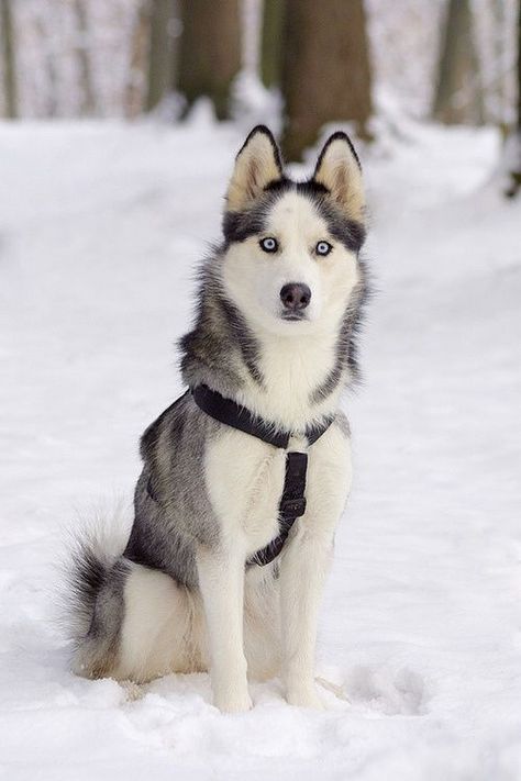 If your pup lives for snow runs and snuggle sessions by the fireplace, there is a dog-friendly resort waiting for them. Here are five of my favorite dog friendly resorts for the winter. Caine Husky, Husky Breeds, Alaskan Husky, Most Beautiful Dogs, Cute Husky, Siberian Husky Dog, Siberian Husky Puppies, A Husky, Snow Dogs