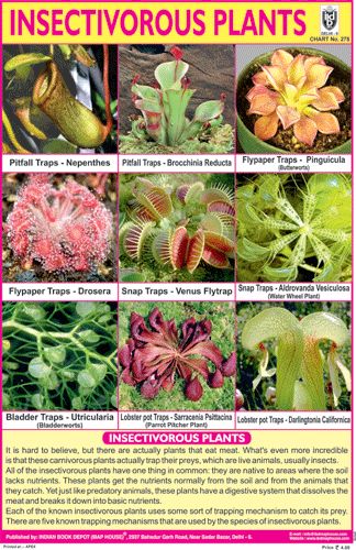 INSECTIVOROUS PLANTS Food Nutrition Chart, Plants With Names, Carnivorous Plants Terrarium, Learn To Write Cursive, Vegetable Chart, Employee Performance Review, Insectivorous Plant, Strange Plants, Nutrition Chart