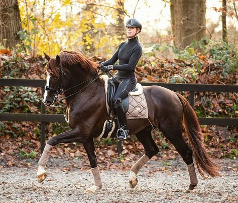 Ferguson | 2011 Dark Chestnut KWPN Stallion Dark Chestnut Horse, Olympic Horses, Kwpn Horse, Horse Colours, Liver Chestnut, Basic Colours, Impossible Pie, Basic Coat, Horse Reference