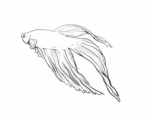 Beta Fish Drawing, Betta Tattoo, Betta Fish Tattoo, Fish Sketch, Drawn Fish, Custom Portrait Painting, Beta Fish, Fish Illustration, Fish Drawings