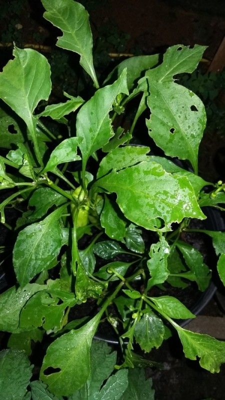 What Is Eating My Pepper Plant Leaves? leaves with holes Bug Eating Plants, Jalapeno Plant, Bell Pepper Plant, Garden 101, Pruning Tomato Plants, Tomato Problems, Growing Tomato, Tips For Growing Tomatoes, Growing Tomato Plants