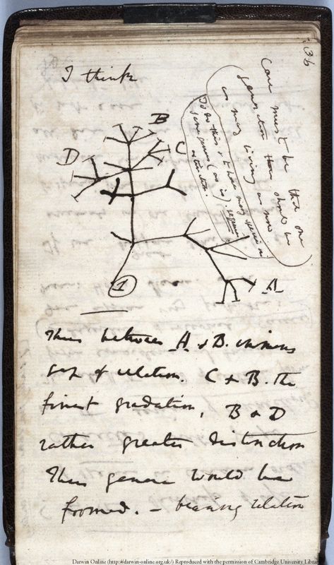 Darwin Tattoo, Tree Of Life Evolution, Darwin Tree Of Life, Galapagos Ecuador, Austin Kleon, Origin Of Species, Life Sketch, Handwritten Text, Science Notebooks