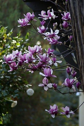 <3 magnolias :) Purple Magnolia, Tulip Magnolia, Southern Magnolia, Flora Flowers, Blooming Trees, Magnolia Leaves, Love Garden, Lavender Blue, About Art