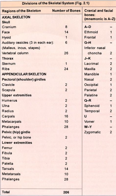 Bones Skeleton System, Lower Limb, Medical Terms, Biology, Division, Anatomy, Nursing, Skeleton, Bones