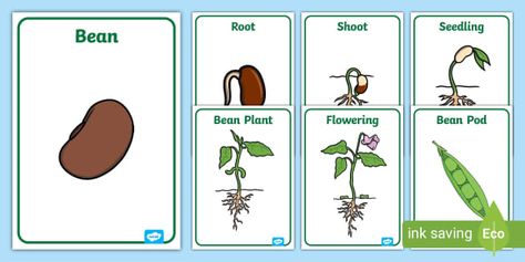 A set of lovely display posters, featuring key bean life cycle images. Absolutely fantastic as part of a display. You could also laminate and use to capture the imagination of your children! Why not try our excellent Growing Beans lesson pack for this science topic? Complete it with our lovely Beans Page Border and Bean Life Cycle Colouring Sheet. Bean Life Cycle, Great Powerpoint Presentations, Plant Reproduction, Key Images, Growing Beans, Display Posters, Bean Pods, Bean Plant, Best Beans