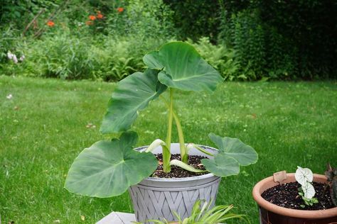 From watering to overwintering, this is everything you need to know about growing elephant ears in pots outdoors. Elephant Ears In Pots, Growing Elephant Ears, Raised Bed Plans, Raised Bed Layout, Square Foot Garden, Cilantro Seeds, Harvesting Garlic, Raised Garden Bed Plans, Sage Plant