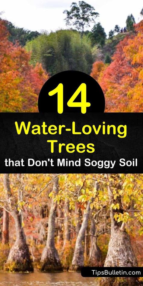 Discover how to fill wet areas of your yard with beautiful, water-loving trees. Trees such as dogwood, red maple, bald cypress, weeping willow, and green ash love wet soils and help dry out the ground so other plants grow. #trees #waterlovingtrees #wetsoil Weeping Willow Landscaping, Landscaping With Cypress Trees, Plants For Wet Areas, Plants For Wet Areas Backyards, Trees That Like Wet Soil, Trees For Clay Soil, Plants For Wet Soil, Plants That Like Wet Soil, Trees With Small Root System