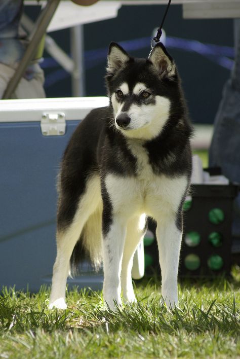 Maggie | UKC show hosted by the Alaskan Klee Kai Association… | Flickr Klee Kai Dog, Alaskan Klee Kai Puppy, Dog Types, Alaskan Klee Kai, Every Dog Breed, Favorite Animals, Water Dog, Types Of Dogs, Losing A Dog