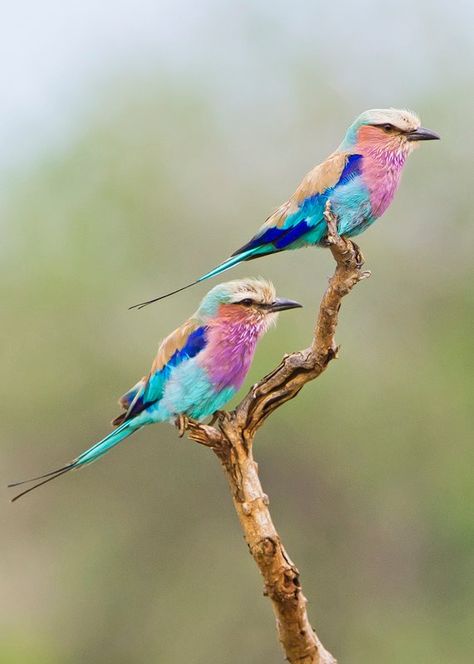 Lilac breasted rollers #Birdwatching #photography Birds Mating, South African Birds, Mini Tela, Lilac Breasted Roller, Exotic Birds, Tropical Birds, Naha, Birdwatching, Pretty Birds