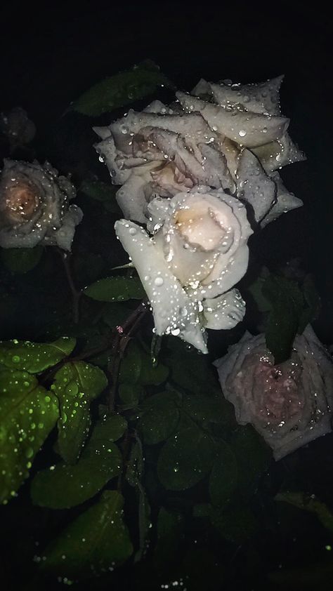 #flowers #roses 🌹 #rose #night #rainy #day #love #drop Rainy Day Love, White Roses Wallpaper, Rose Night, Roses Wallpaper, Aesthetic Roses, Backgrounds Aesthetic, Rainy Night, Rose Wallpaper, Dark Floral