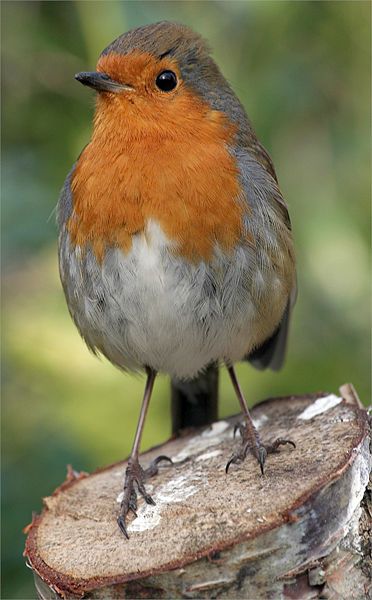 the English Robin, which is a sub-species of the European Robin.  I think this little bird is adorable.  I hope to see one in person, one day European Robin, Robin Redbreast, Bird Sitting, Robin Bird, Pretty Birds, Bird Photo, Colorful Birds, Bird Garden, Cute Birds