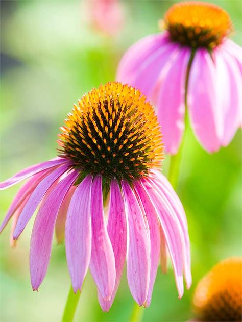 The Best Perennials for Your Yard: 'Magnus' Purple Coneflower ♥ Tall Perennial Flowers, Plants That Attract Butterflies, Purple Coneflower, Best Perennials, 강아지 그림, Have Inspiration, Flowers Perennials, Butterfly Garden, Autumn Garden