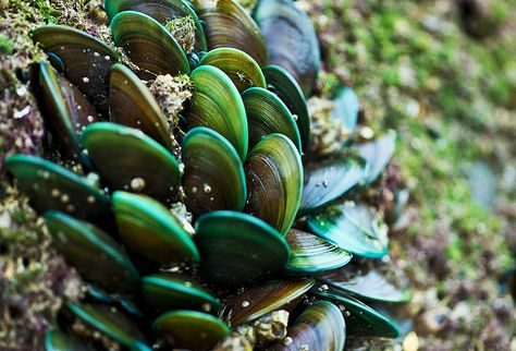 Green Mussels by schaazzz, via Flickr Green Mussels, Green Lipped Mussel, Pretty Fish, Ocean Treasures, Bearded Collie, Reef Aquarium, Environmental Design, Weird Animals, Sea Animals