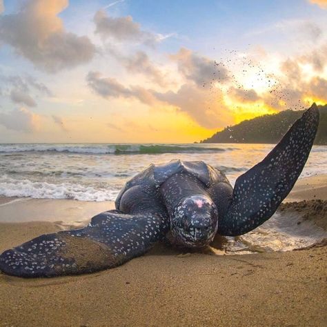 Sea Turtle, Beach, Sunset, Ocean, Sand Leatherback Sea Turtle, Ecology Projects, World Wildlife Day, World Turtle Day, Wildlife Day, Pet Turtle, Baby Turtles, Animal Projects, Marine Animals