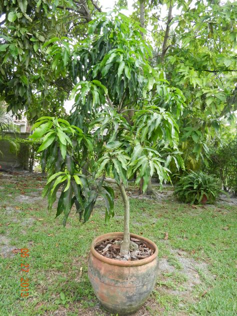 Growing Mango From Seed, Mango From Seed, Growing Mango, Tropical Fruit Trees, Fruit Trees In Containers, Mango Plant, Trees In Containers, Potted Fruit Trees, Tree In Pot