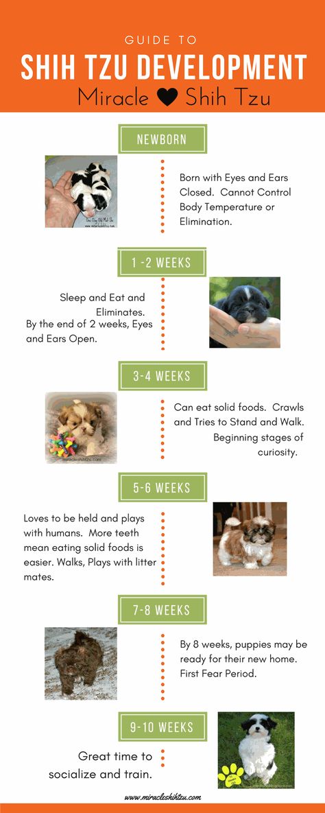 This infographic gives you a quick picture of how a Shih Tzu puppy goes from a blind, deaf neonate to a puppy ready to see the world. Puppy Development Stages, Puppy Milestones, Puppy Feeding Schedule, Puppy Schedule, Dog Birth, Spitz Puppy, Puppy Development, Puppy Stages, Stages Of Development