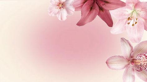 Pink Wallpaper Notion, Cherry Blossom Laptop Wallpaper Hd, Rectangle Photos Aesthetic, Mac Book Widget Background, Ipad Wallpaper Cherry Blossom, Lily Macbook Wallpaper, Flower Backgrounds Landscape, Aesthic Macbook Backgrounds, Desktop Wallpaper Aesthetic Flowers