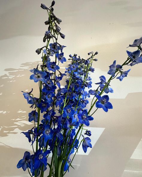 Add a touch of serenity to your space with our vibrant blue delphinium—nature’s perfect pop of color! 🌿💙 Visit us: 1418 N Semoran Blvd Ste 130 Orlando Fl 32807 Call us: 407-757-2001! Online: marketgardenfloral@gmail.com #BlueDelphinium #FlowerPower #BotanicalBeauty #flowers #flowersofinstagram #flowerstagram #floraldesign #floral #orlandoflorists Dark Blue Delphinium Bouquet, Blue Delphinium Bouquet, Dark Blue Delphinium, Delphinium Bouquet, Blue Delphinium, Botanical Beauty, Delphinium, Vibrant Blue, Orlando Fl