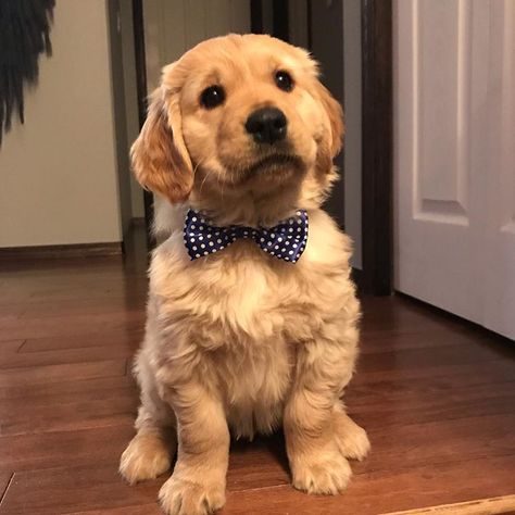 My first bow tie is working out better than the bandana because I can’t reach to chew it 😉#bowtie #bowties #puppylove #handsomepup… Because I Can, Golden Retrievers, Golden Girls, Love At First Sight, Mans Best Friend, Girls Best Friend, Working Out, Puppy Love, Cute Puppies