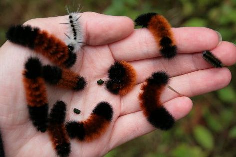 What does the woolly bear caterpillar do in winter? Read the infinite Spider blog to learn more. Wooly Bear Caterpillar, Woolly Bear, Bug Boy, Cool Bugs, Beautiful Bugs, Arthropods, Creepy Crawlies, Arachnids, Little Critter