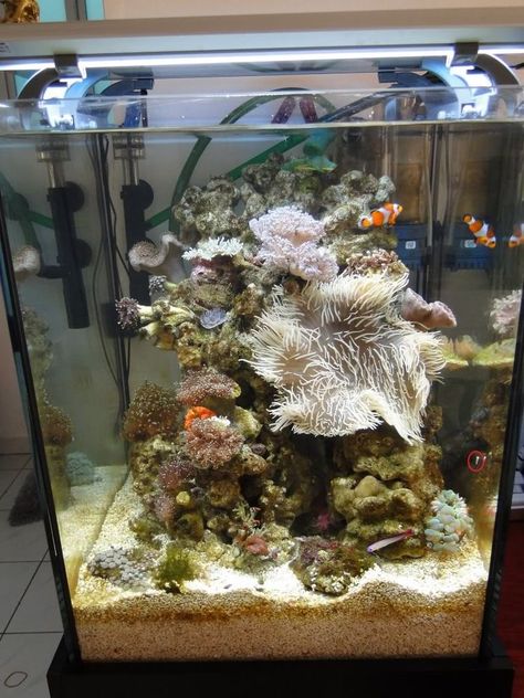 Clown Fish Tank, Fish Enclosure, Cool Fish Tank Decorations, Saltwater Aquarium Setup, Nano Reef Tank, Coral Fish Tank, Fish Tank Themes, Saltwater Aquarium Fish, Cool Fish Tanks